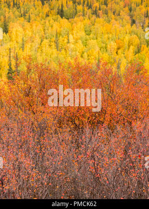 Herbstfarben in der Brooks Range, Arktische Alaska. Stockfoto