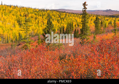 Herbstfarben in der Brooks Range, Arktische Alaska. Stockfoto