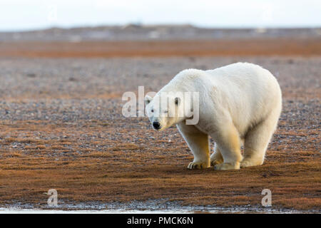 Eisbären (Ursus Maritimus), Arctic National Wildlife Refuge, Alaska. Stockfoto