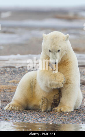 Eisbären (Ursus Maritimus), Arctic National Wildlife Refuge, Alaska. Stockfoto