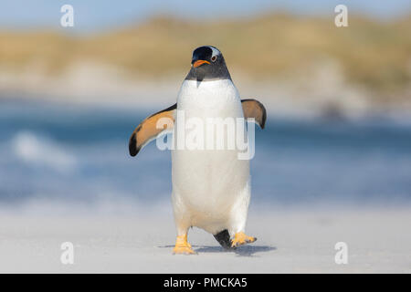 Gentoo Pinguin, Sea Lion Island, Falkland Inseln. Stockfoto