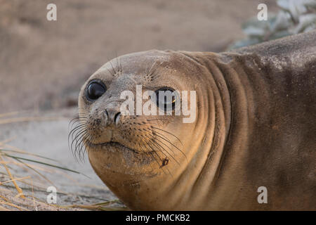 Südlichen Seeelefanten, Sea Lion Island, Falkland Inseln. Stockfoto