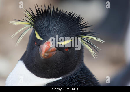 Rockhopper Penguin, Sea Lion Island, Falkland Inseln. Stockfoto