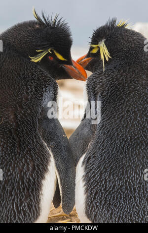 Rockhopper Pinguine, Sea Lion Island, Falkland Inseln. Stockfoto