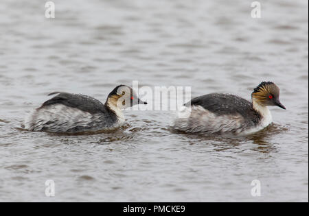 Silvery Grebe, Sea Lion Island, Falkland Inseln. Stockfoto