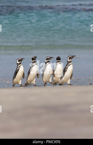 Magallanic Pinguine, Korpus Island, Falkland Inseln. Stockfoto