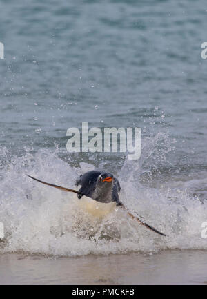 Surfen Gentoo Pinguin, Korpus Island, Falkland Inseln. Stockfoto