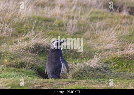 Magallanic Pinguin, Korpus Island, Falkland Inseln. Stockfoto