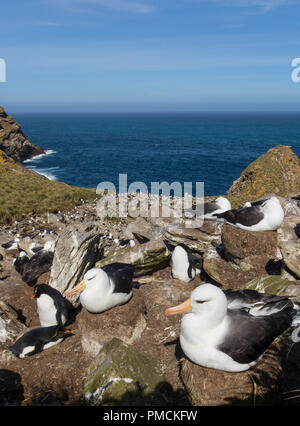 Schwarz der tiefsten Albatross und Rockhopper Pinguine, West Point Island, Falkland Inseln. Stockfoto