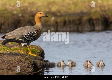 Hochland Gans mit gänschen, Korpus Island, Falkland Inseln. Stockfoto