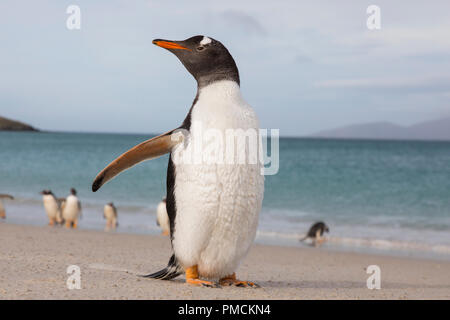 Gentoo Pinguin, Korpus Island, Falkland Inseln. Stockfoto