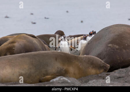 Seelöwen und Gentoo Penguins auf Strand, Gold Harbour, South Georgia, Antarktis. Stockfoto