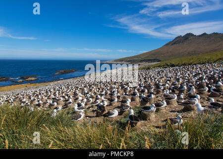 Schwarz der tiefsten Albatross Kolonie, Kirchturm Jason Island, Falkland Inseln. Stockfoto