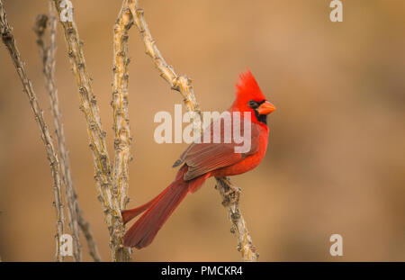 Northern cardinal, Arizona. Stockfoto