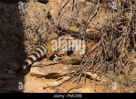 Ring-tailed Cat. Arizona. Stockfoto