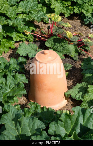 Rheum X hybridum 'Mac Rot' Rhabarber 'Mac Rot' Rhabarber forcer Terrakotta glockenförmigen Pot Stockfoto