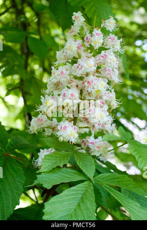 Blüte Aesculus hippocastanum, Rosskastanie, Mai Stockfoto