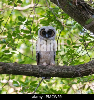 Wenige Wochen alten Küken aus braunem Holz Eule thront in einem wunderschönen Wald und starren Stockfoto
