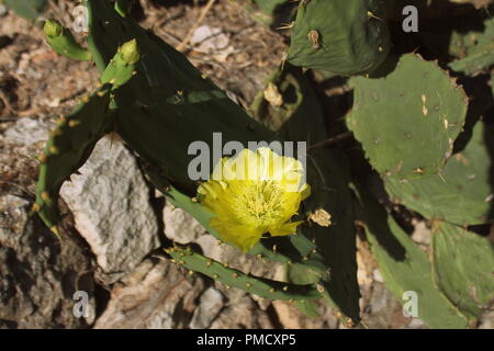 Kaktusblüte blüht Opuntia Ficus-indica Stockfoto