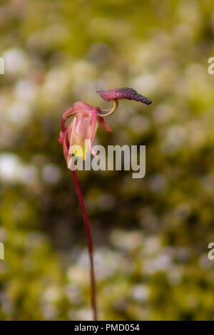 Paracaleana brockmanii, Brockmans Ente Orchid Stockfoto