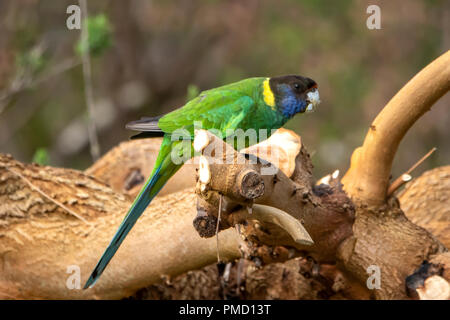 28 Papagei, Barnardius semitorquatus in Bridgetown, WA, Australien Stockfoto