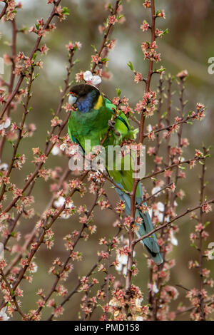 28 Papagei, Barnardius semitorquatus in Bridgetown, WA, Australien Stockfoto