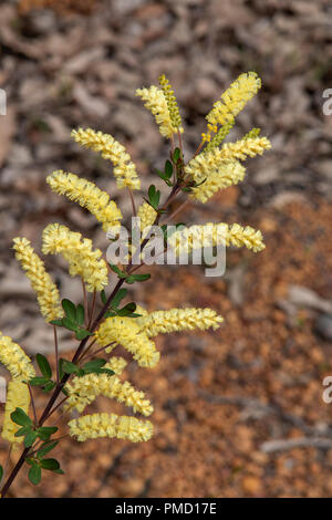 Acacia drummondii drummondii, Zwerg Drummonds Wattle Stockfoto