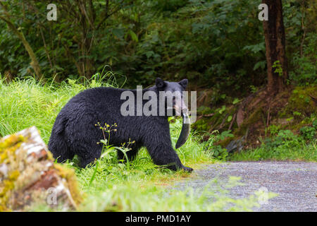 Anan Creek tragen Sternwarte, Tongass National Forest, Alaska. Stockfoto