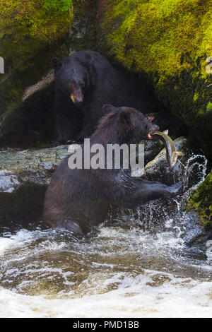 Anan Creek tragen Sternwarte, Tongass National Forest, Alaska. Stockfoto