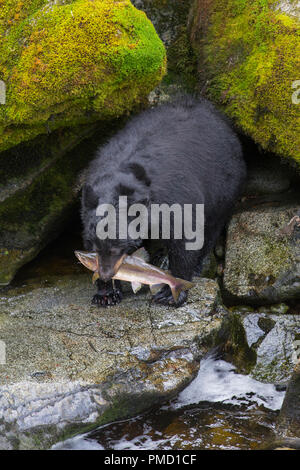 Anan Creek tragen Sternwarte, Tongass National Forest, Alaska. Stockfoto