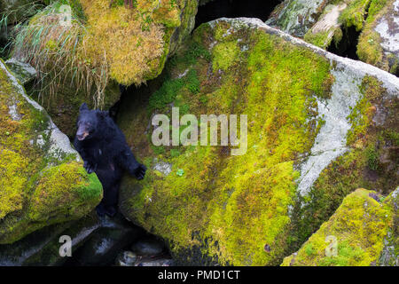 Anan Creek tragen Sternwarte, Tongass National Forest, Alaska. Stockfoto