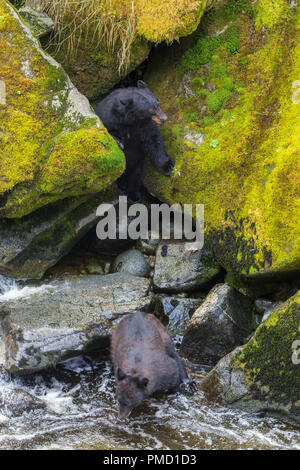 Anan Creek tragen Sternwarte, Tongass National Forest, Alaska. Stockfoto