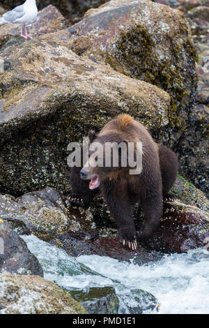 Braunbären, Baranof Island, Tongass National Forest, Alaska. Stockfoto