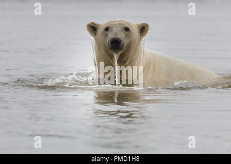 Eisbären (Ursus Maritimus), Arctic National Wildlife Refuge, Alaska. Stockfoto