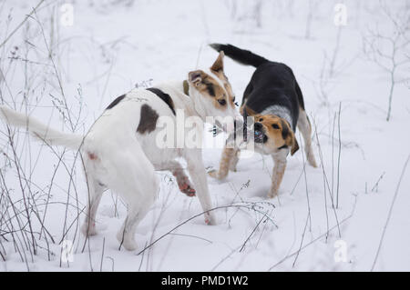Gemischte Rasse Weiße und Schwarze Hunde spielen mit Seil im Schnee Stockfoto
