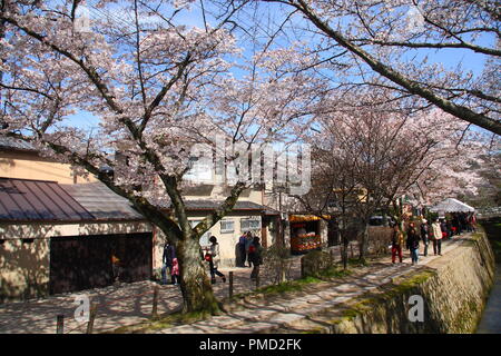 Japaner in Maruyama Park in Kyoto, Japan sammeln zu feiern 'Hanami', die Kirschblüte. Stockfoto