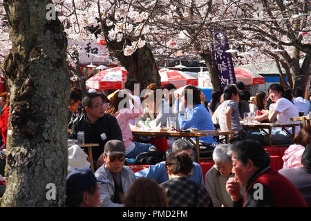 Japaner in Maruyama Park in Kyoto, Japan sammeln zu feiern 'Hanami', die Kirschblüte. Stockfoto