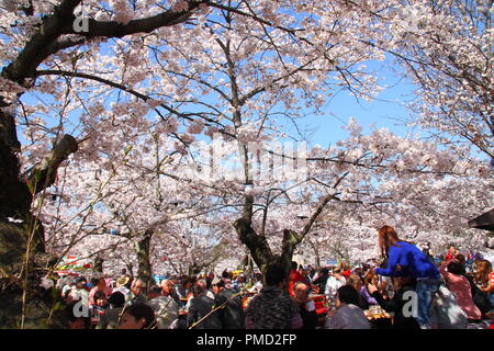 Japaner in Maruyama Park in Kyoto, Japan sammeln zu feiern 'Hanami', die Kirschblüte. Stockfoto