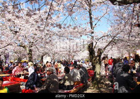 Japaner in Maruyama Park in Kyoto, Japan sammeln zu feiern 'Hanami', die Kirschblüte. Stockfoto