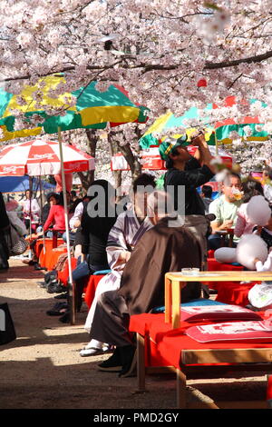 Japaner in Maruyama Park in Kyoto, Japan sammeln zu feiern 'Hanami', die Kirschblüte. Stockfoto