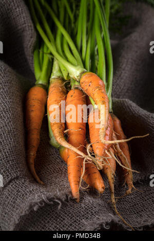 Frisch organisch reif Karotten mit grün geerntet. Herbst Ernte. Vertikale Zusammensetzung Stockfoto