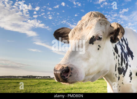 Nahaufnahme von einem niederländischen schwarze und weiße Kuh in den Niederlanden Stockfoto