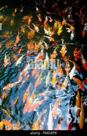 Farbenfrohe koi Karpfen fisch Gruppe Schwimmen im Teich Stockfoto