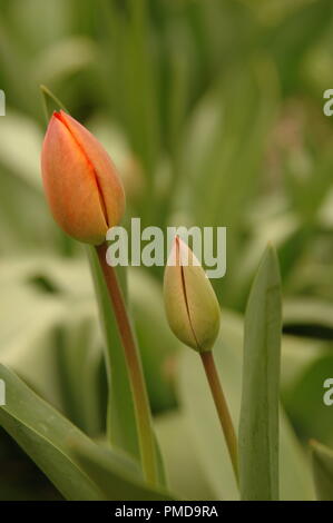 Orange Tulpe Knospen in einem iranischen Garten im Frühjahr, senkrechten Rahmen, verblasste Hintergrund Stockfoto