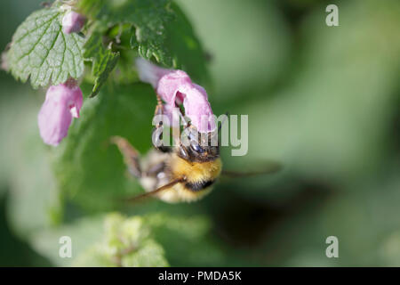 Makro einer Biene saugen Pollen aus einem wilden Blume Stockfoto