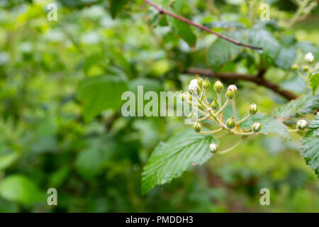 Mehrere knospen Black Bush nach einer Dusche am Morgen mit der Zweige und Blätter im Hintergrund. Stockfoto