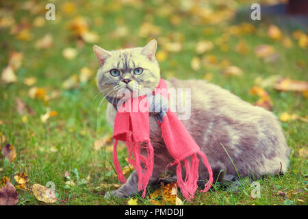 Herbst Porträt der kleinen Kätzchen die rosa-grauen gestrickten Schal tragen. Katze sitzt im Freien auf gefallene gelbe Blätter in einem Garten Stockfoto