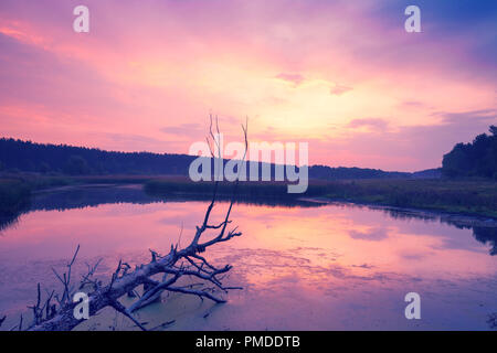 Magic Sunrise über den See. Einem nebligen Morgen, einer ländlichen Landschaft. Toter Baum fiel in den See Stockfoto