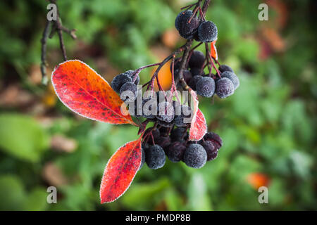 Aronia bush Zweige mit schwarzen Beeren oder chokeberries. Es als Zierpflanzen und als Lebensmittel angebaut Stockfoto