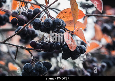 Aronia bush Zweige mit schwarzen Beeren oder chokeberries. Es als Zierpflanzen und als Lebensmittel angebaut. Die saure Beeren können roh gegessen werden. Stockfoto